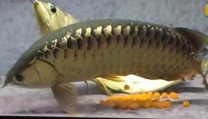金龍魚的卵在不同的生命周期階段有不同的外觀表現：金龍魚的卵在不同的生命周期階段會有不同的外觀表現