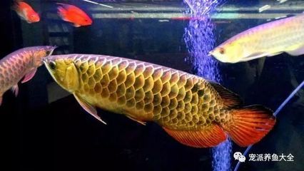 金龍魚的卵在不同的生命周期階段有不同的外觀表現：金龍魚的卵在不同的生命周期階段會有不同的外觀表現