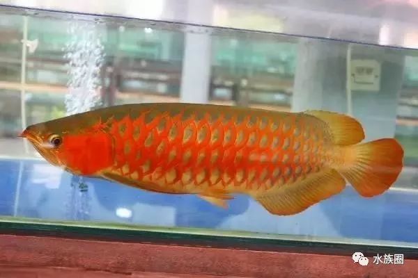 龍魚哪個品種便宜又好養(yǎng)的：銀龍魚和星點(diǎn)龍魚哪個品種便宜又好養(yǎng)的龍魚品種選擇