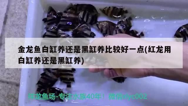 金龍魚用白缸還是黑缸好一點（金龍魚幼年期如何選缸）