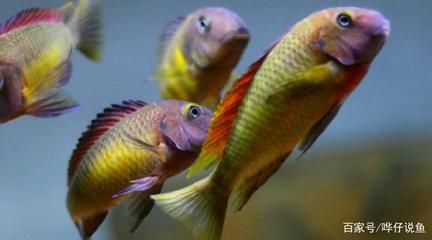 蝴蝶魚能和龍魚一起養嗎【關于蝴蝶魚和龍魚混養的注意事項】