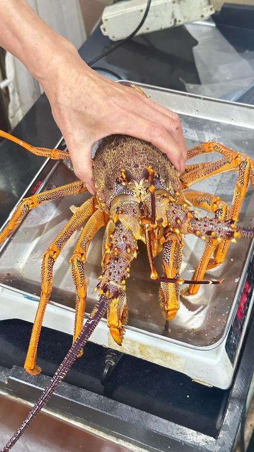 澳洲龍魚圖片大全大圖