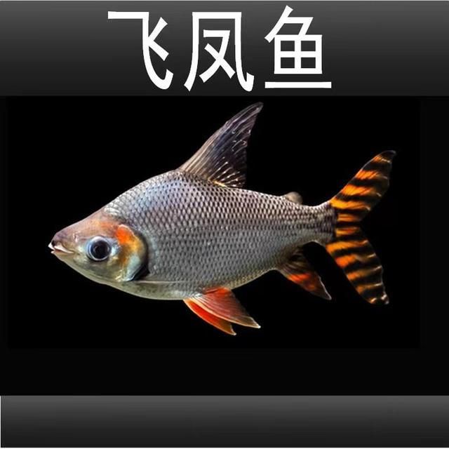紅龍魚配什么魚（紅龍魚和什么魚混養(yǎng)好紅龍魚的最佳配魚圖鑒大全）