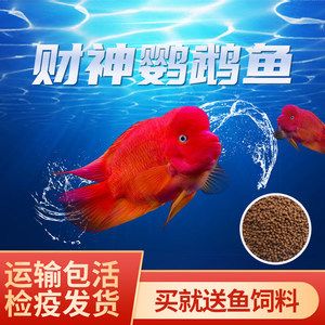 紅龍魚配什么魚（紅龍魚和什么魚混養(yǎng)好紅龍魚的最佳配魚圖鑒大全）