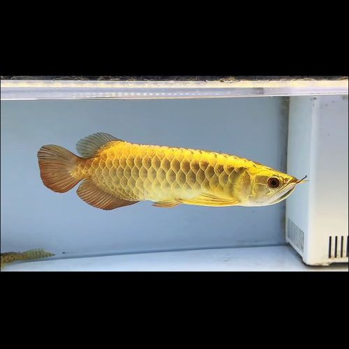 哪里可以購買到正宗的金頭金龍魚？