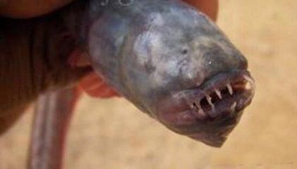 龍魚亂跳什么預兆（龍魚亂跳可能預示著什么？）