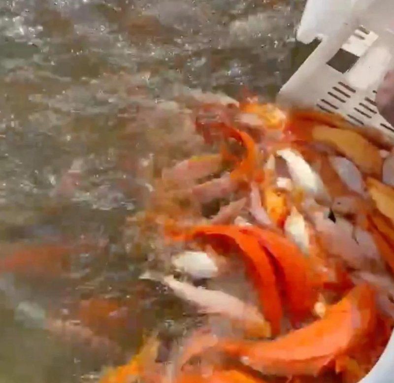 鯉魚在佛教中的寓意