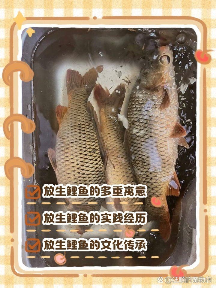 鯉魚在佛教中的寓意