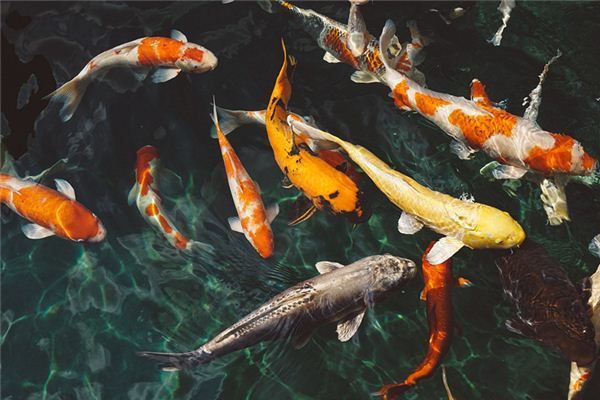 鯉魚在佛教中的寓意
