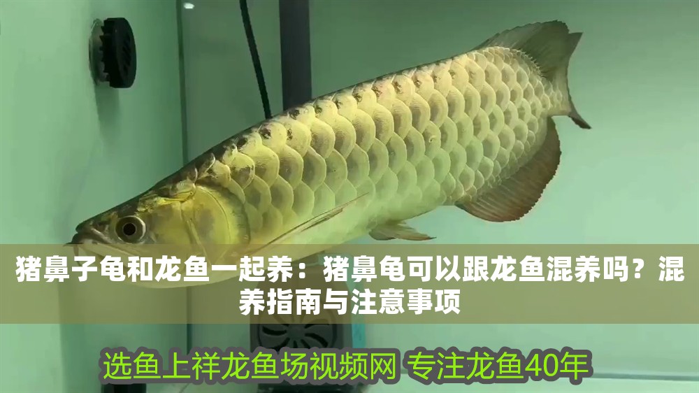 豬鼻子龜和龍魚一起養：豬鼻龜可以跟龍魚混養嗎？混養指南與注意事項