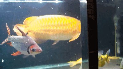 一條龍魚搭配幾條飛鳳魚最好（一條龍魚配一到兩條飛鳳魚合適嗎？）