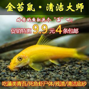 精品紅龍魚多少錢一條啊（精品紅龍魚價格走勢分析紅龍魚發光過背標準是什么）