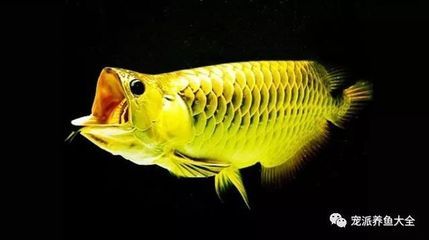 龍魚高背和過背哪個好養（龍魚的高背和過背哪個更好養）
