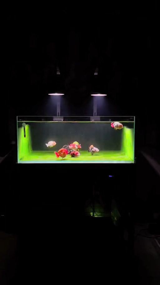 馬印燈擺放位置示意圖