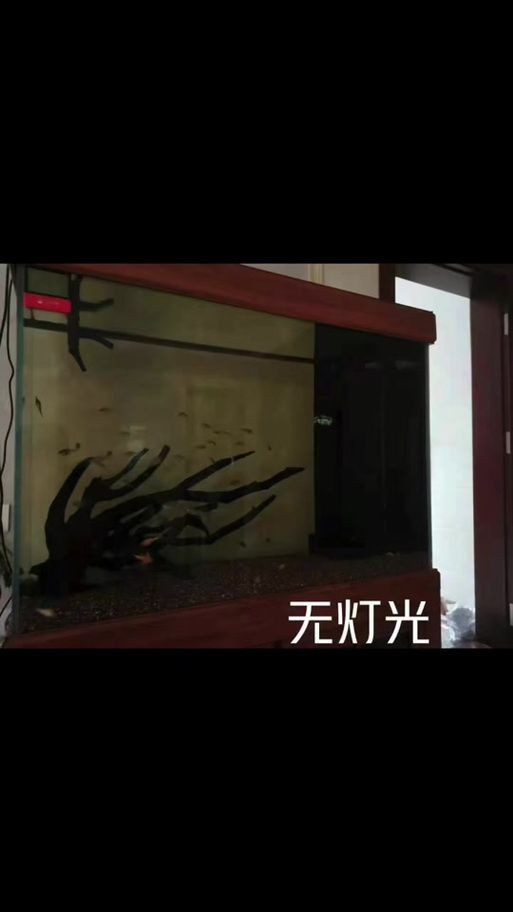 馬印燈擺放位置示意圖