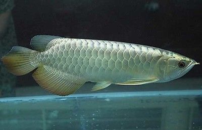 龍魚身上起白點怎么治？：如何判斷龍魚是否感染白點病