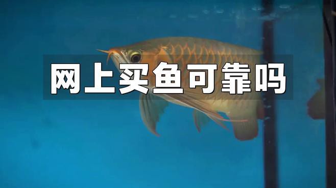 線上購買紅龍魚有哪些風險？