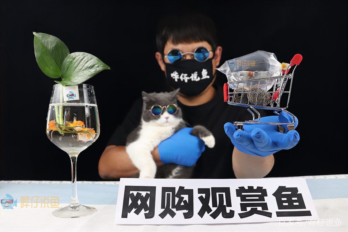 線上購買紅龍魚有哪些風險？