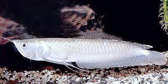 鯪魚(yú)是海魚(yú)還是淡水魚(yú)