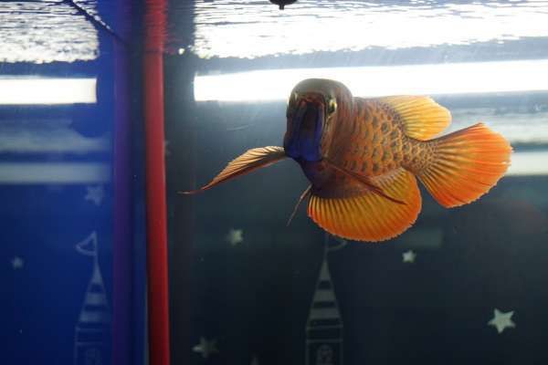 鯪魚(yú)是海魚(yú)還是淡水魚(yú)