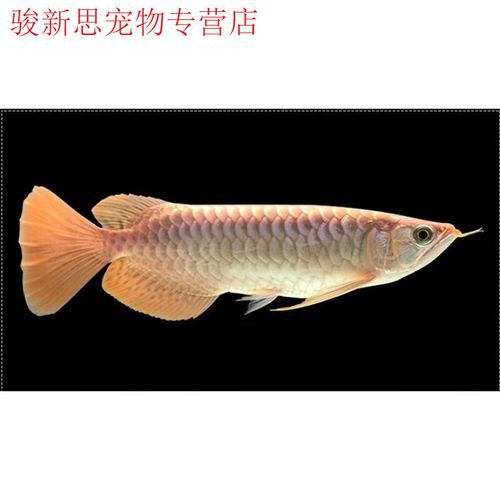 怎樣區(qū)分金龍魚和紅龍魚圖片
