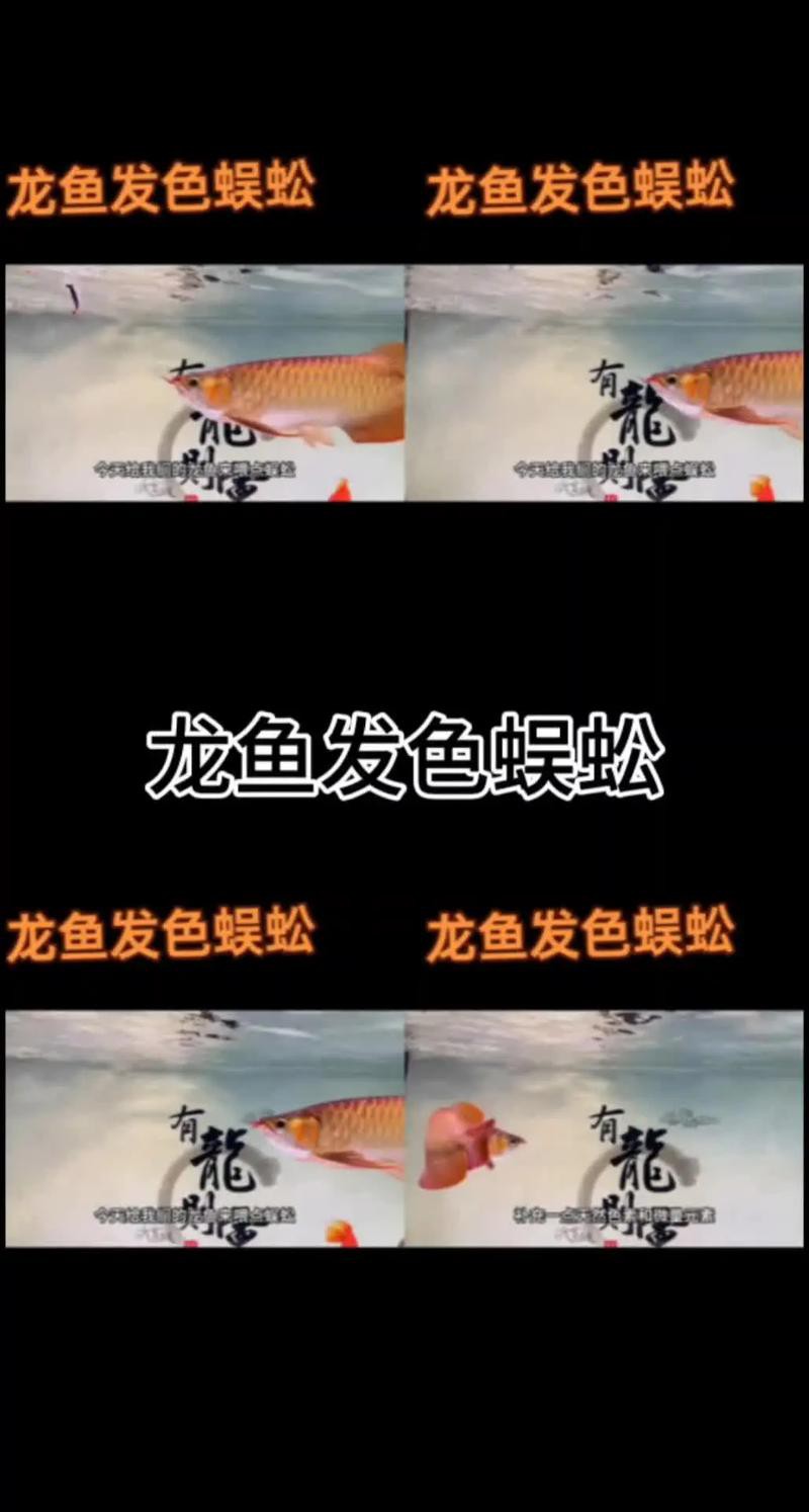 怎樣區(qū)分金龍魚和紅龍魚圖片