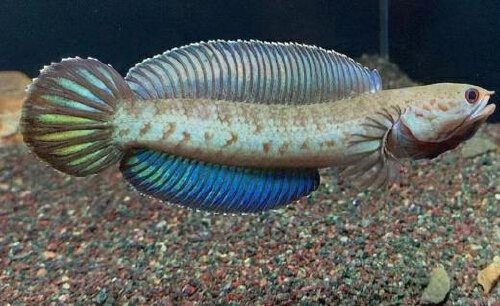 巴卡雷龍魚養在冷水里面會不會死