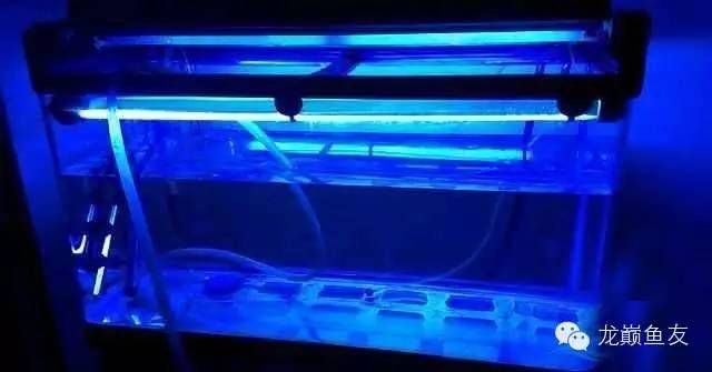 龍魚入缸幾天換水比較好：對于龍魚入缸幾天換水比較好，根據(jù)不同來源，有不同的答案