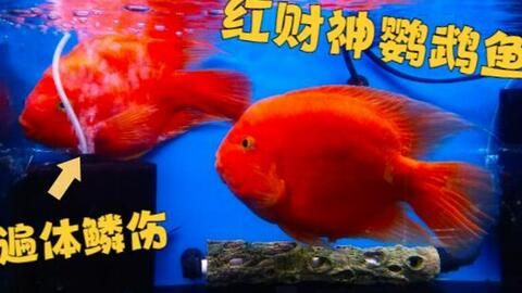 財神鸚鵡魚冬季喂養技巧(財神鸚鵡魚冬季喂養注意事項) 龍魚百科 第4張 財神鸚鵡魚冬季喂養技巧(財神鸚鵡魚冬季喂養注意事項) 財神鸚鵡魚冬季喂養技巧(財神鸚鵡魚冬季喂養注意事項) 龍魚百科 第4張