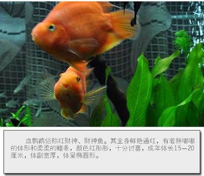 財神鸚鵡魚冬季喂養技巧(財神鸚鵡魚冬季喂養注意事項) 龍魚百科 第3張 財神鸚鵡魚冬季喂養技巧(財神鸚鵡魚冬季喂養注意事項) 財神鸚鵡魚冬季喂養技巧(財神鸚鵡魚冬季喂養注意事項) 龍魚百科 第3張