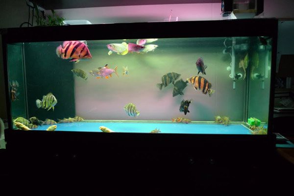 虎斑恐龍魚可以和什么魚一起養(yǎng)殖呢視頻