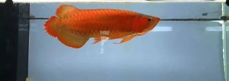 紅龍魚BTL的養殖難度如何？