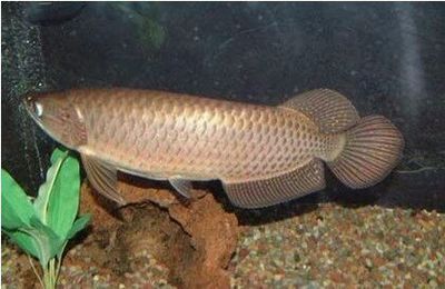 龍魚混養埃及怎么樣：龍魚和埃及神仙魚可以混養嗎？