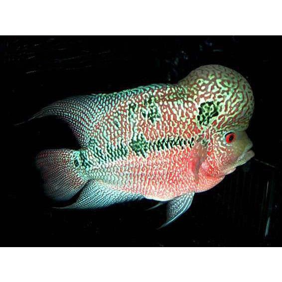 馬來西亞羅漢魚的特點 馬來西亞羅漢魚的特點 龍魚百科 第5張