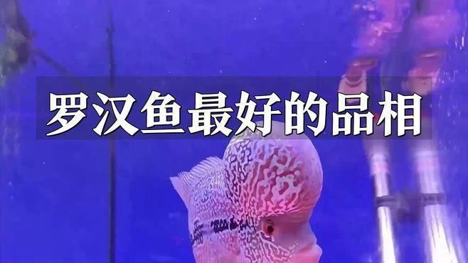 馬來西亞羅漢魚的特點 馬來西亞羅漢魚的特點 龍魚百科 第2張