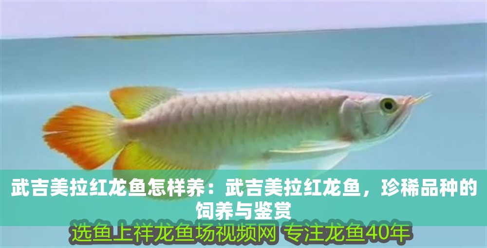 武吉美拉紅龍魚怎樣養：武吉美拉紅龍魚，珍稀品種的飼養與鑒賞