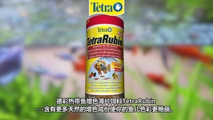 武吉美拉紅龍魚怎樣養：武吉美拉紅龍魚，珍稀品種的飼養與鑒賞