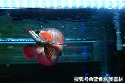 養(yǎng)龍魚的禁忌是什么：養(yǎng)龍魚時(shí)有一些禁忌需要飼養(yǎng)者注意，以確保龍魚的健康和長(zhǎng)壽