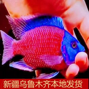 孔雀魚被認為是一種比較好養的觀賞魚，它們適應性強：關于孔雀魚飼養難度的一些詳細信息
