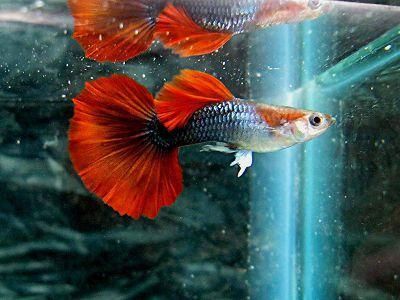 孔雀魚被認為是一種比較好養的觀賞魚，它們適應性強：關于孔雀魚飼養難度的一些詳細信息