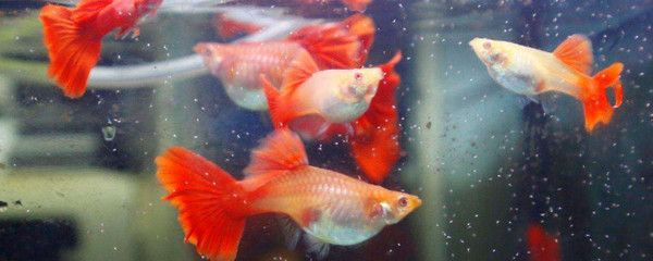 孔雀魚被認為是一種比較好養的觀賞魚，它們適應性強：關于孔雀魚飼養難度的一些詳細信息