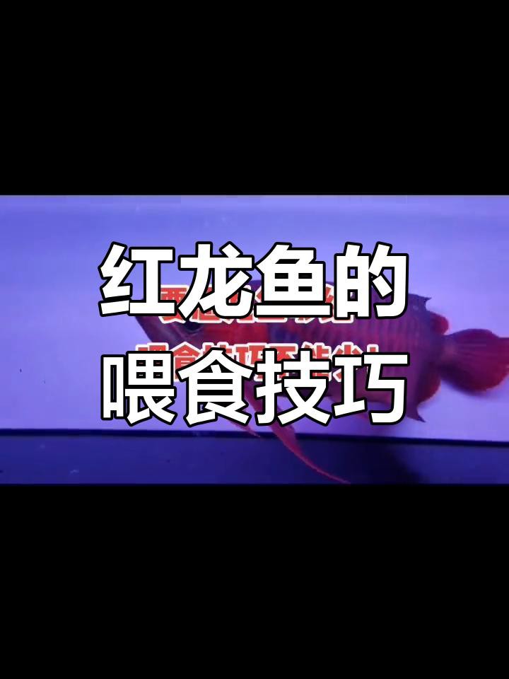 紅龍魚喂什么食物最好？