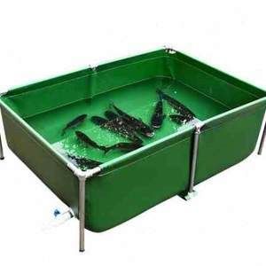 養紅龍魚用魚塘可以嗎（養紅龍魚使用魚塘可行嗎？）