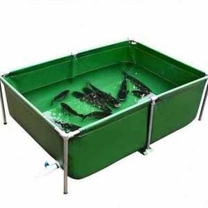 養紅龍魚用魚塘可以嗎（養紅龍魚使用魚塘可行嗎？）