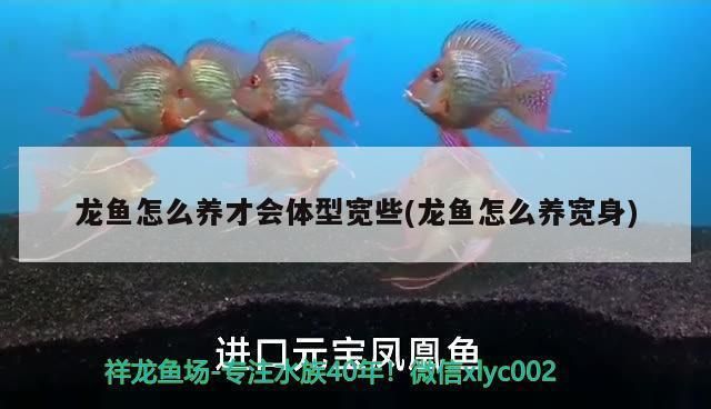 龍魚怎么長的寬：龍魚生長速度受到其遺傳、飲食、環境以及健康狀況等因素的影響
