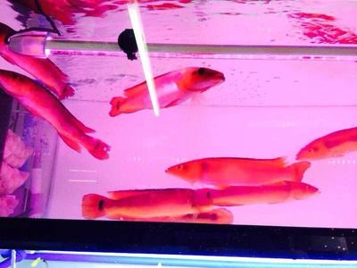 胭脂孔雀龍魚混養最佳伴侶：胭脂孔雀龍魚與混養伴侶