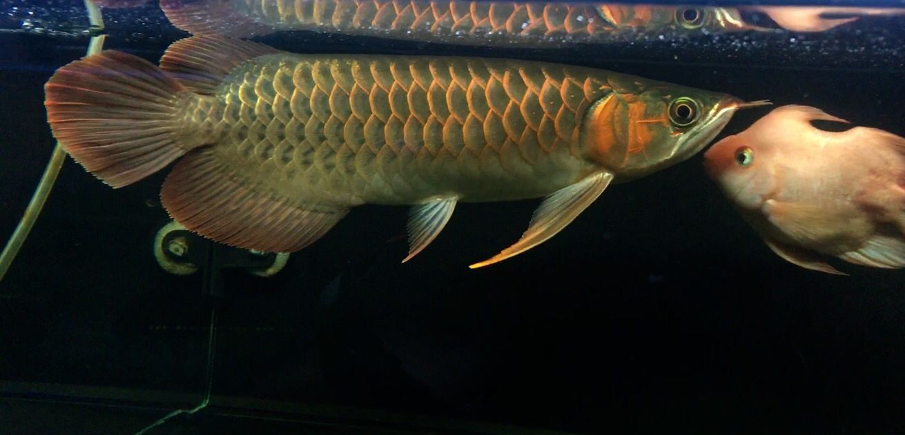 龍魚苗能養(yǎng)活嗎怎么養(yǎng)的（龍魚苗混養(yǎng)搭配技巧：龍魚苗混養(yǎng)搭配技巧和技巧和耐心）