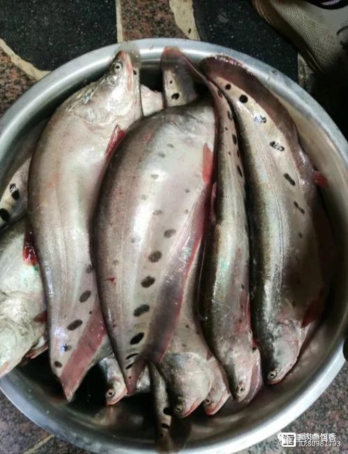烏龍魚是什么樣子的