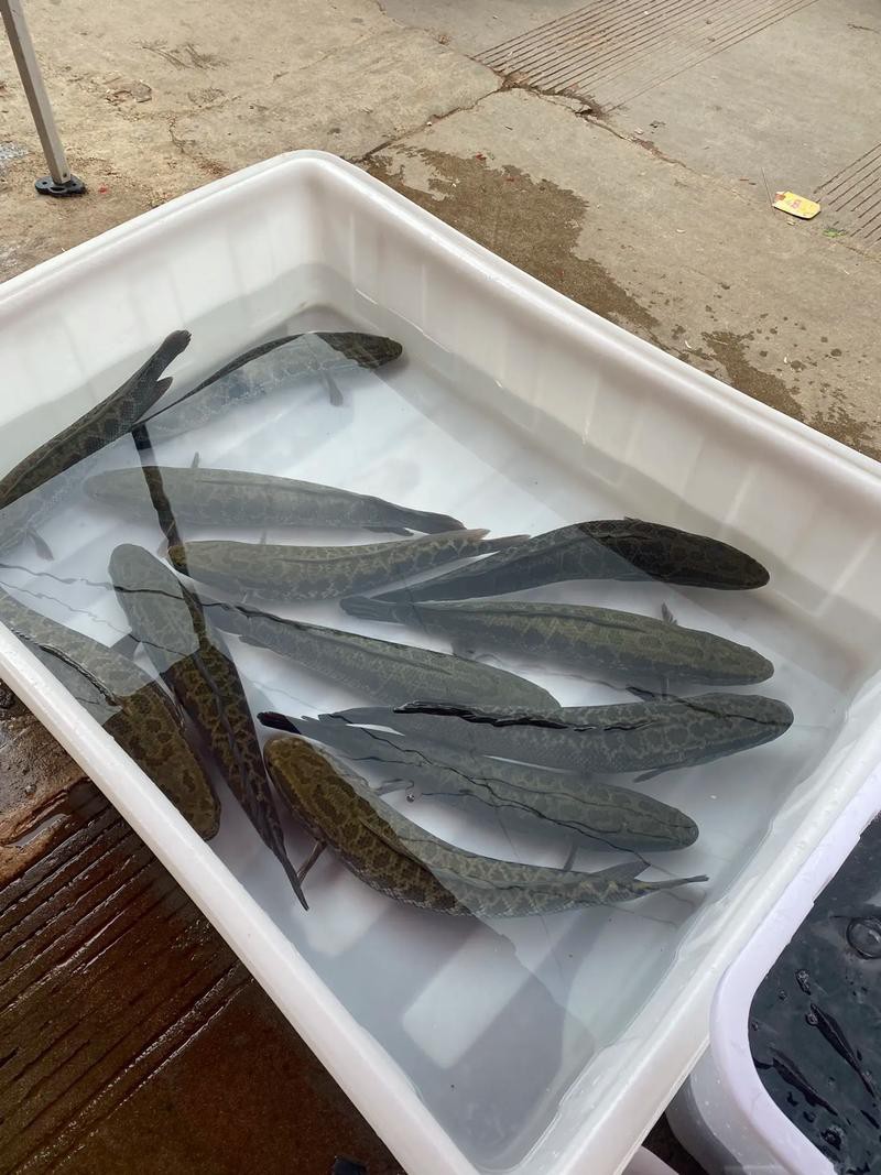 烏龍魚是什么樣子的