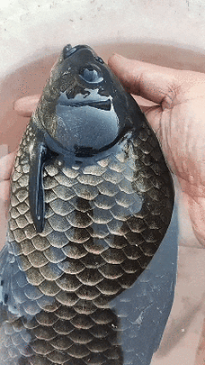 烏龍魚是什么樣子的